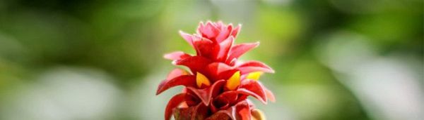 植物为什么没有系统？