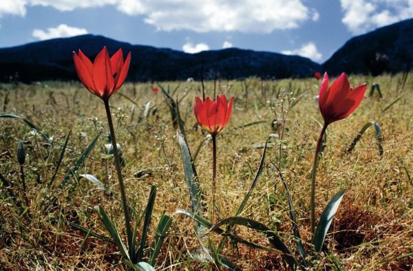 植物为什么没有系统？