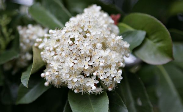 石楠花为什么叫最污花?