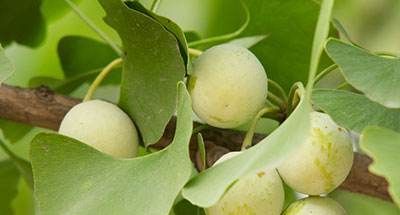 重阳名诗九月九日忆山东兄弟，山东是哪儿？