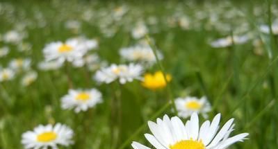 重阳名诗九月九日忆山东兄弟，山东是哪儿？