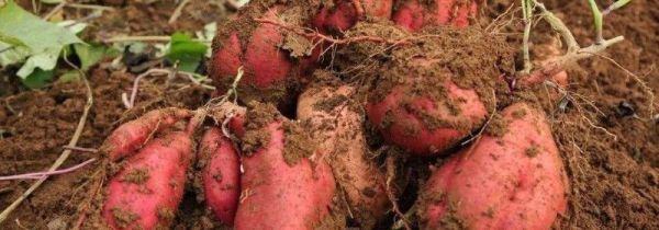 红薯和海带能一起吃吗