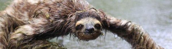 水猴子为什么要拉人?