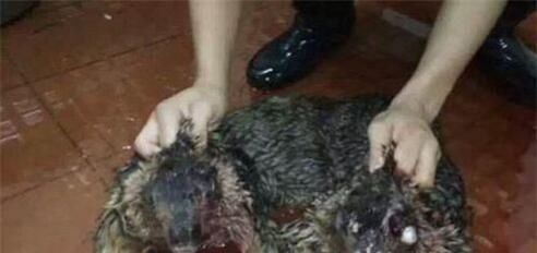 水猴子为什么要拉人?