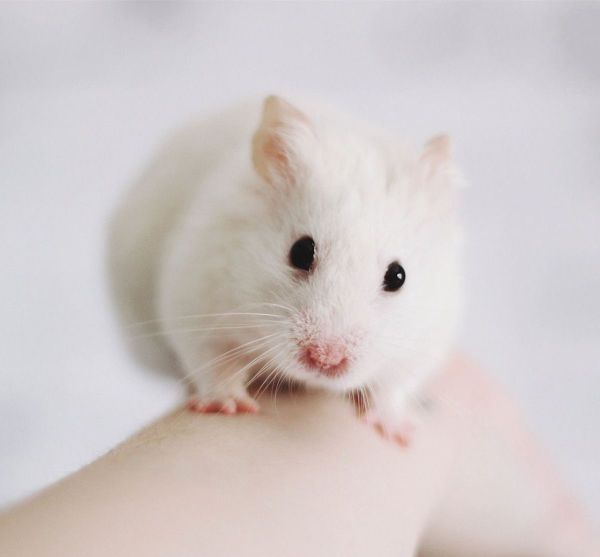 穷鬼子是什么动物？