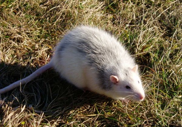 穷鬼子是什么动物？