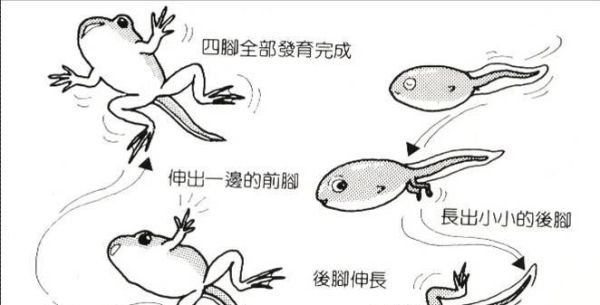 小蝌蚪的尾巴为什么会消失？