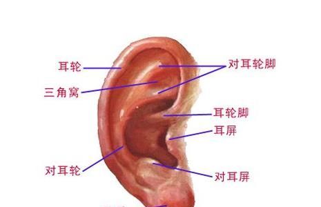 人为什么要生两只耳朵？