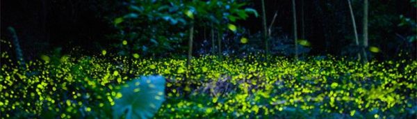 萤火虫为什么会发光？