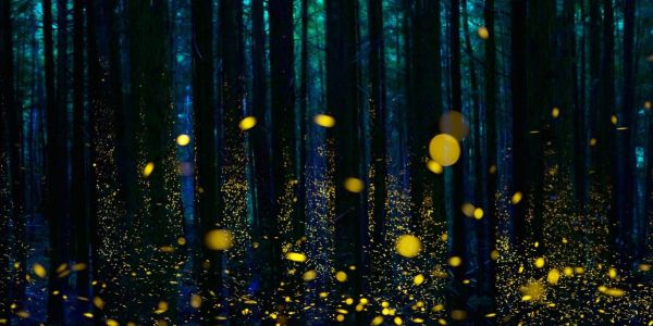 萤火虫为什么会发光？