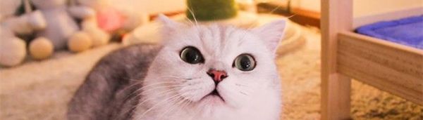 猫靠近人为什么会呼呼？