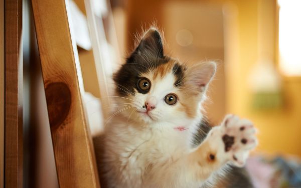 猫靠近人为什么会呼呼？