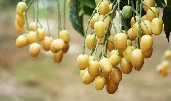 黄皮果不能和什么一起吃