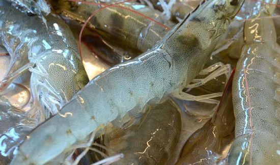 虾放冰箱保鲜能放多久