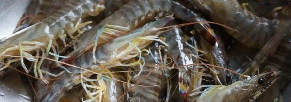 虾放冰箱保鲜能放多久