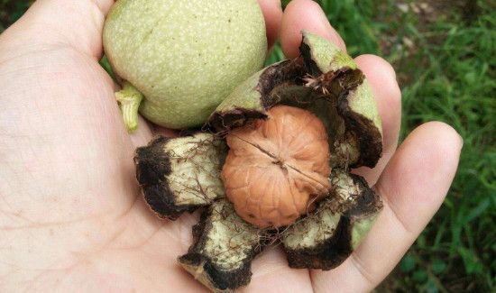 带皮核桃怎么去皮快