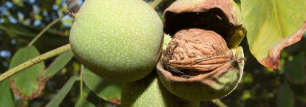 带皮核桃怎么去皮快