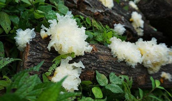 银耳可以用热水泡发吗