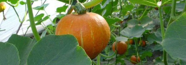 清水煮南瓜煮多久