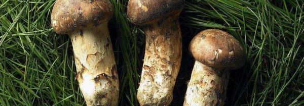 松茸保存方法需要洗净吗