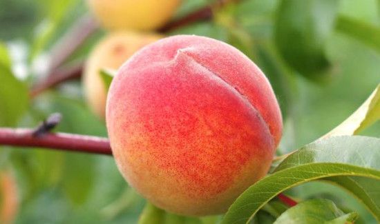 桃和芒果可不可以一起吃