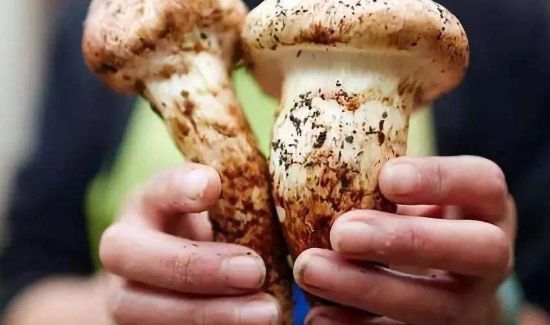 松茸保鲜方法还是冷冻