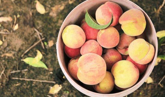 桃子和芒果能一起吃吗?