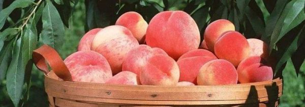 桃子和芒果能一起吃吗?