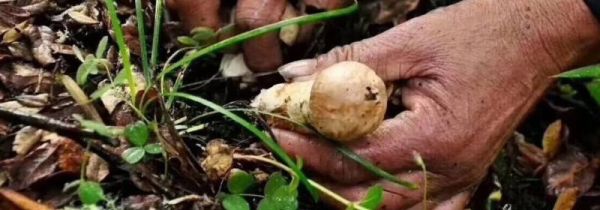 松茸保鲜方法还是冷冻