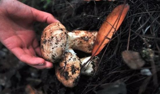 松茸保鲜方法还是冷冻