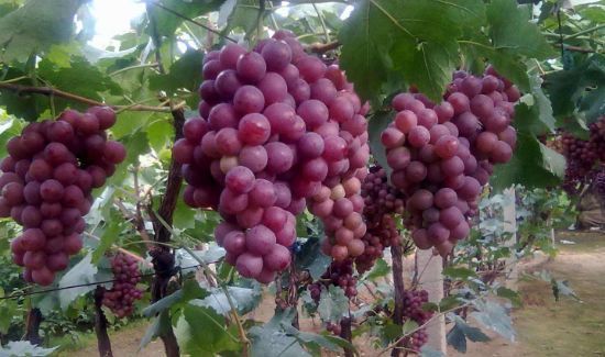 梨和葡萄可以一起吃吗