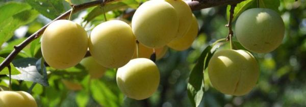 梨和葡萄可以一起吃吗