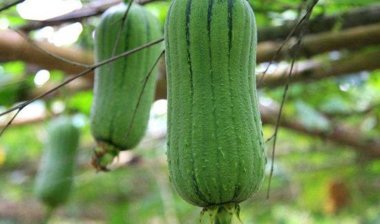 冬瓜丝瓜能一起煮吗