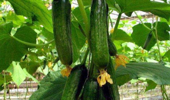 丝瓜黄瓜能一起吃吗