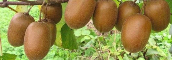 猕猴桃怎么熟的快