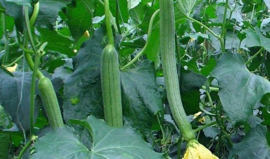 丝瓜黄瓜能一起吃吗