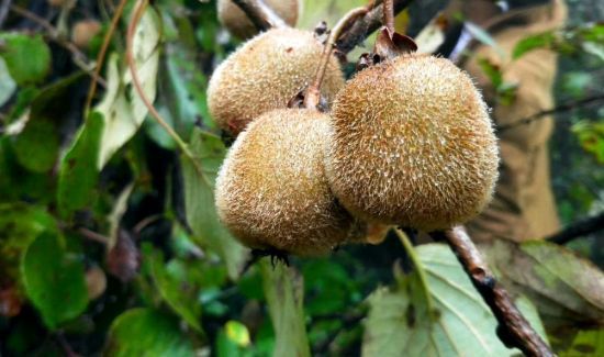 猕猴桃怎么熟的快