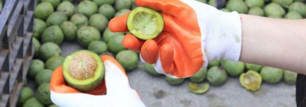 新鲜核桃可以冷冻保存吗