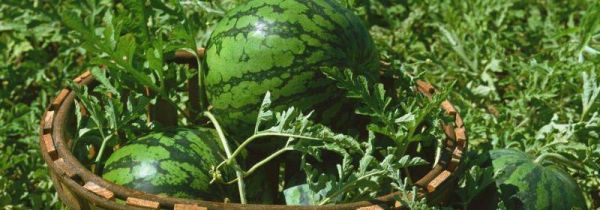 西瓜泡水里一晚上会坏吗