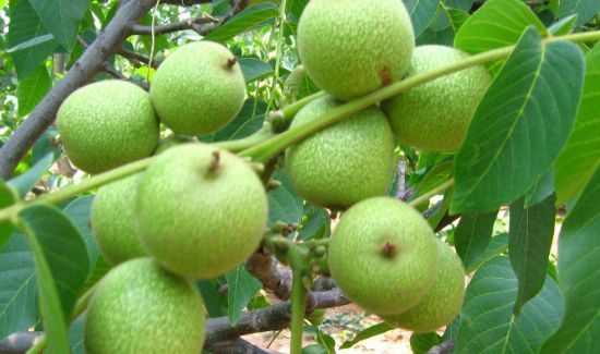 新鲜核桃可以冷冻保存吗