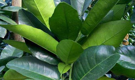 柚子叶洗澡的禁忌