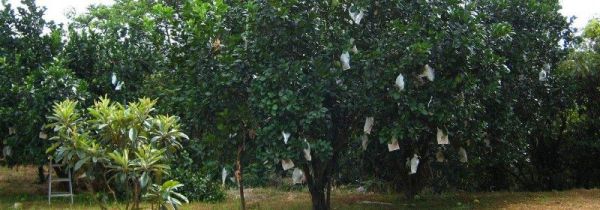 柚子叶洗澡的禁忌