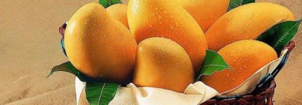 火龙果芒果可以一起吃吗