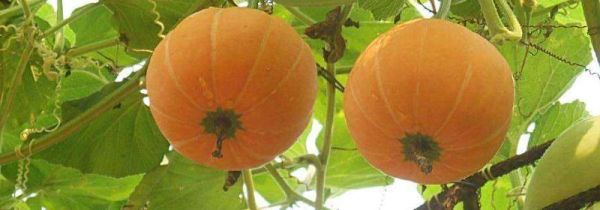 南瓜能和茄子一起吃吗