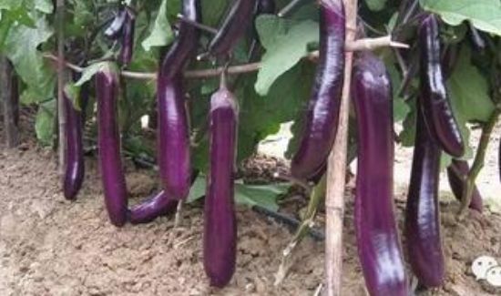 南瓜能和茄子一起吃吗