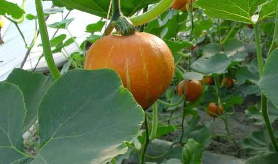 南瓜能和茄子一起吃吗