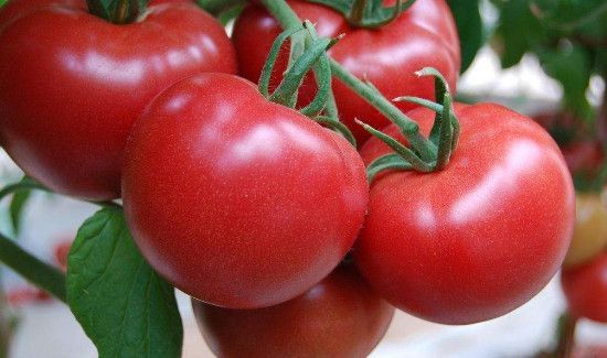 西红柿和猪肉能一起吃吗