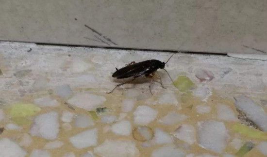 除蟑螂小妙招如何快速灭蟑螂