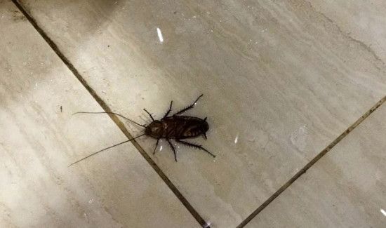 除蟑螂小妙招如何快速灭蟑螂