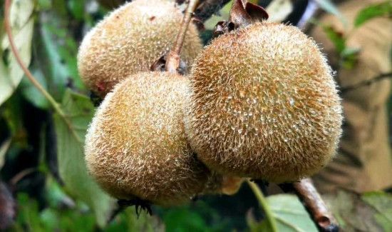 猕猴桃能放冰箱冷藏吗